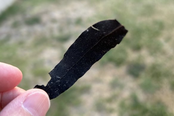 A picture of one of the blackened gum leaves that one reader found in her backyard in Ballarat North on Thursday afternoon.