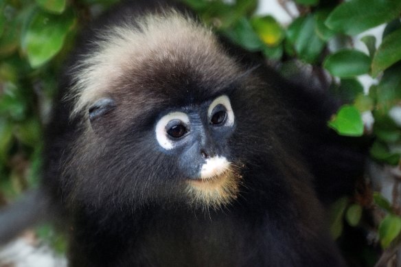 Wildlife abounds in the forest around the resort.