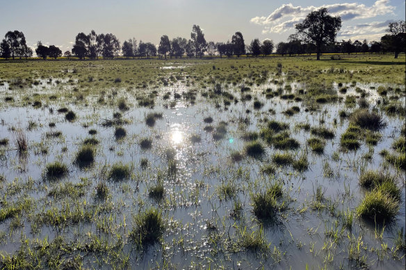 Flooding at the Minogue property in Barmedman, near West Wyalong.