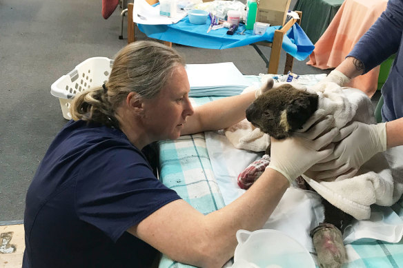 Zoos Victoria vet Leanne Wicker treats an injured koala at the Mallacoota Incident Control Centre during the 2019-2020 bushfires. 