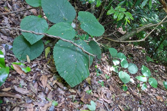 The gympie-gympie is found from northern NSW to Cape York, and  looks like an unassuming shrub from a distance.