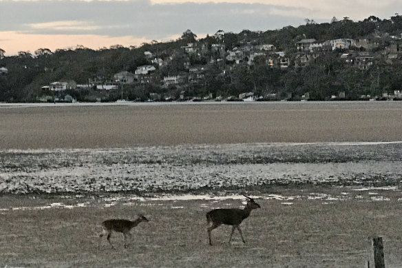 Rusa deer at Maianbar south of Sydney.