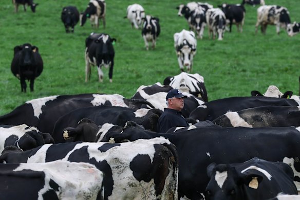 Paul Peluso on his dairy farm. 