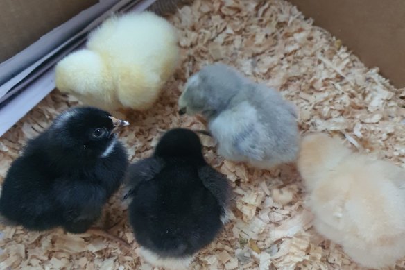 Cheap thrill: Hayley and her husband welcomed these new arrivals to their home this week.