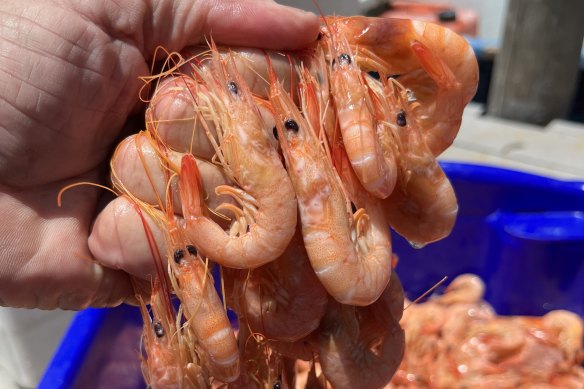 Veteran fisherman Carl Blacklidge caught these jumbo school prawns near the mouth of the Hawkesbury river on Thursday. 