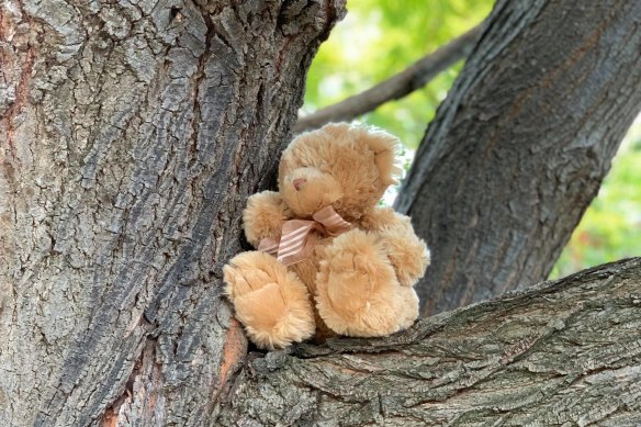 Billy up in a tree in Mitcham, Melbourne. 