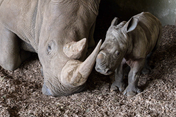 The newborn southern white rhino calf with his mother, Kipenzi, at Werribee 
Open Range Zoo.