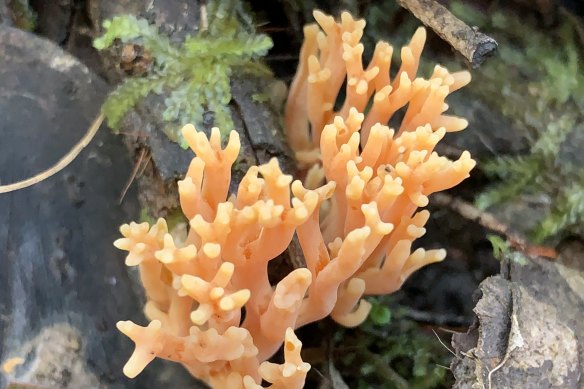 The holy grail: the coral fungus.