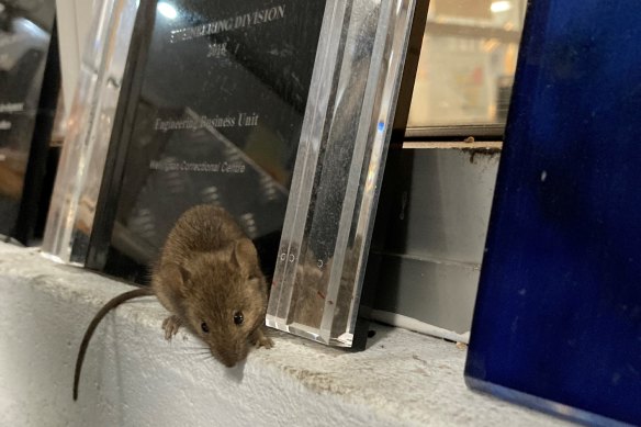 A mouse at Wellington Correctional Centre.
