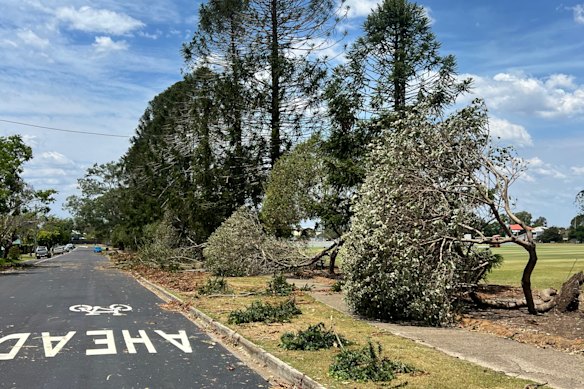 Trees at the park were badly damaged during storms in late October 2025. 