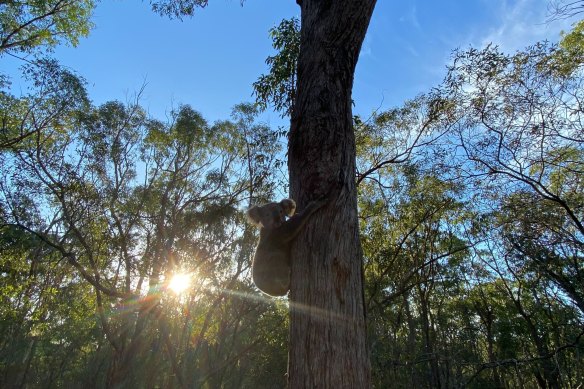 A koala climbing a tree in Toohey Forest. 