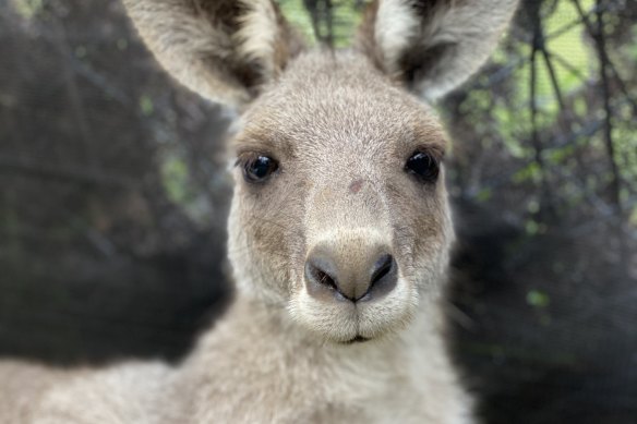 Photos submitted in evidence: Dolores, a female eastern grey kangaroo, in October 2020.