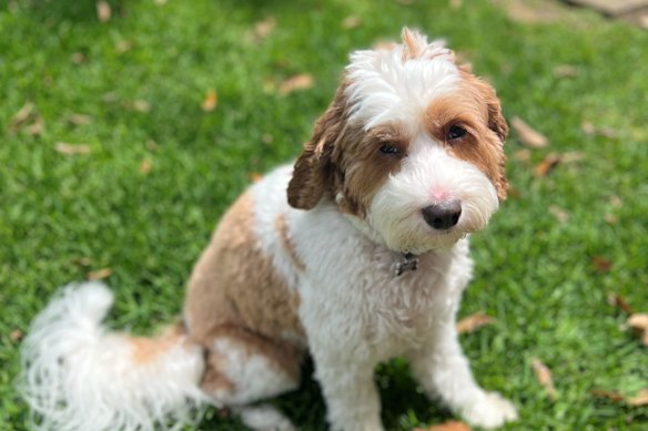 When our dog Freddy started showing signs of anxiety, we had to make excuses for him