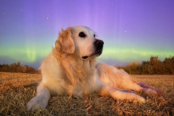 O cachorrinho Juno observa a aurora em Williamstown na noite de quarta-feira.