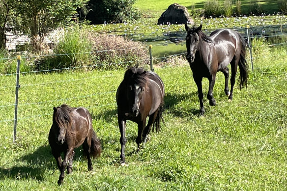 Anna’s horses in happier times. From left: Ponies Midnight (9 hands) and Joey (13 hands) and horse Willis (15 hands). 