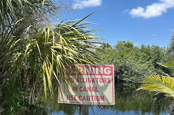 Lebih dari 3 juta aligator menghuni Florida.