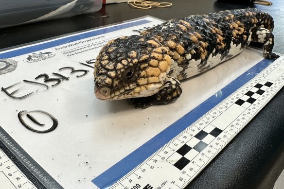 Blue-tongued and shingleback lizards are the two most common reptiles that people try to traffic overseas.