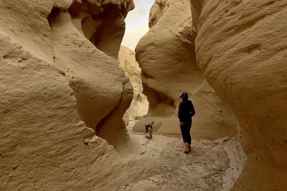 Lucy Barnard and her dog Wombat are walking from South America to Alaska.