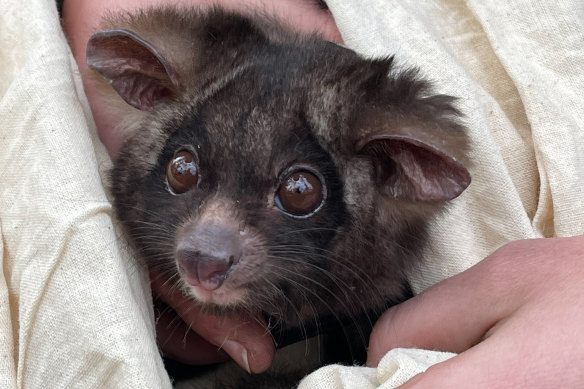 A greater glider fitted with a GPS collar. 