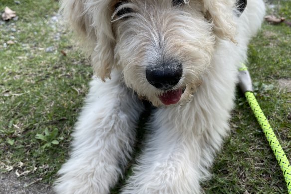 Sonny is a border collie-poodle cross, otherwise known as a bordoodle.