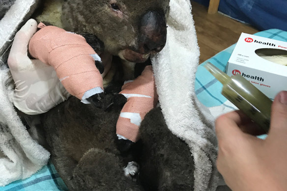 An injured koala at Mallacoota Incident Control Centre.