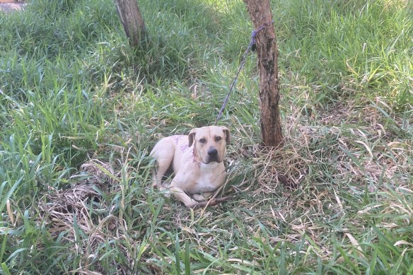 Wounded dog found covered in scribble, left tied to a tree
