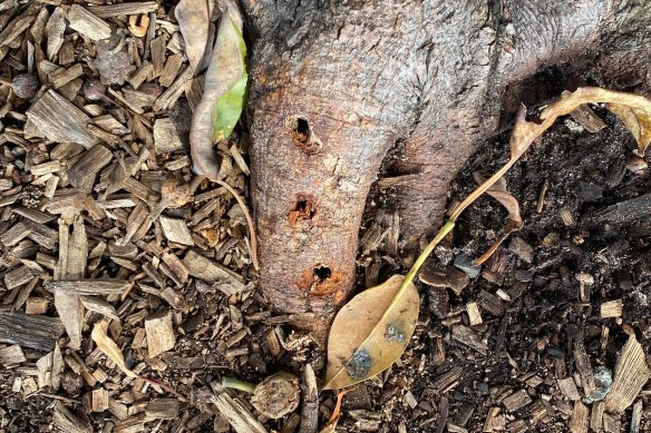  Nine trees along the Balmoral foreshore have had holes drilled into them in an act of vandalism.