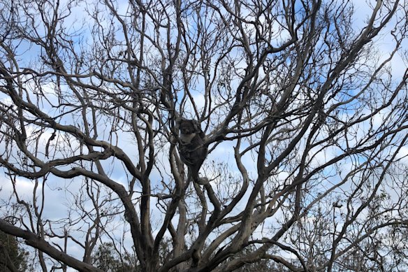 Koalas are rapidly running out of food as residents urge the government to send more resources to French Island.