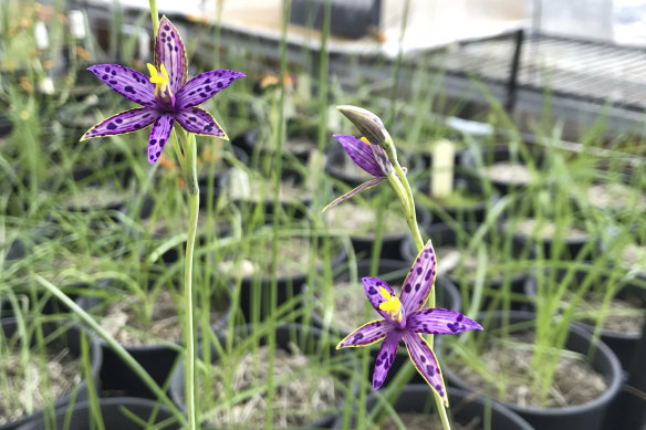 Lab-grown seedlings flowering among the Kings Park seed orchard, from which the researchers can harvest seed without impacting wild plants. 