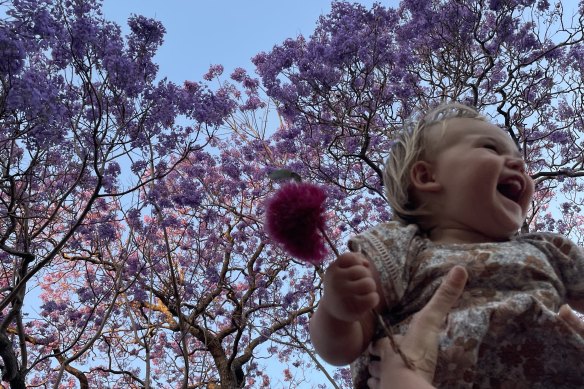 Dorina Pojani says while beautiful in spring, jacaranda trees don’t provide enough shade for Brisbane, which needs denser foliage.