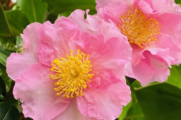 Sydney's much-loved Plantation Pink camellia.