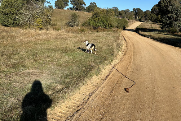 I have renewed gratitude for simple things like trips to the countryside and my dog. 