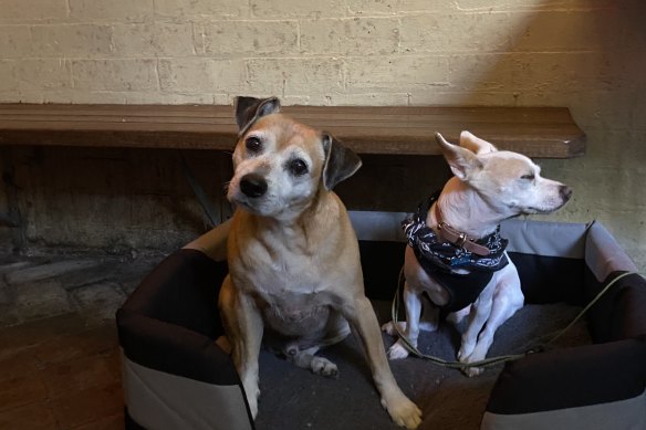 Pub dog Woody and friend at The Crix.