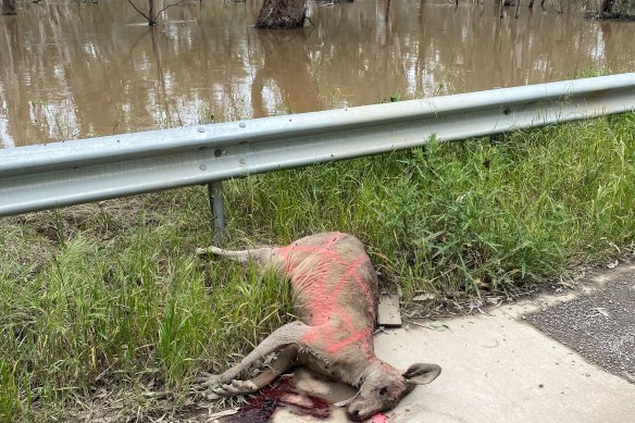 A dead kangaroo lies on the side of the road in Mooroopna – unhappy collateral of collisions with evacuating vehicles, as animals and humans were forced to share what dry land remained.