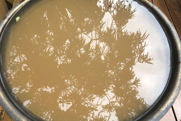 A reader's bird bath after Melbourne's muddy rain.