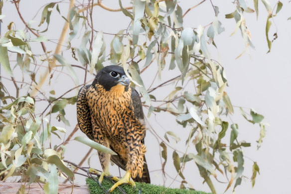 The rescued female peregrine falcon.