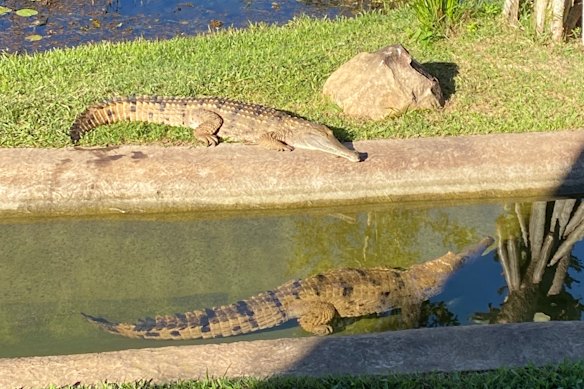 Crocodilos de água doce em frente ao alojamento.