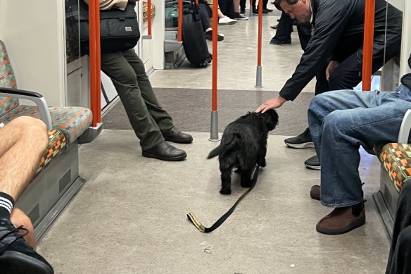 Dr Paola Totaro’s dog, Sherlock, on a train 