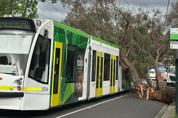Wild winds felled a treen onto a tram near Cabrini Hospital in Malvern.