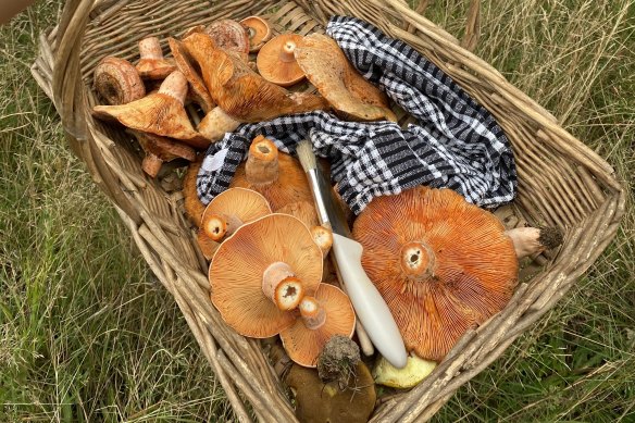 Mushrooms from Fable Foods’ mushroom tours: The start-up has closed its Series A fundraising round.