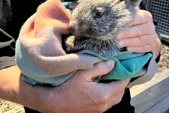 A man has been charged over the deaths of nine wombats, including joey Hope’s mother. 