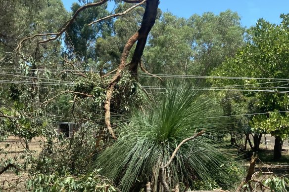 One of the trees which fell onto a power line in the Perth Hills.