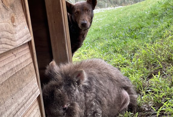 Ewok the wombat, with dog Pippin. Ewok took over Pippin’s kennel.