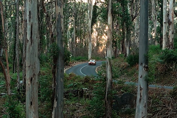 Driving through the remarkable Boranup Karri Forest.