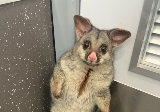 A possum found indoors by 1800 Possums.