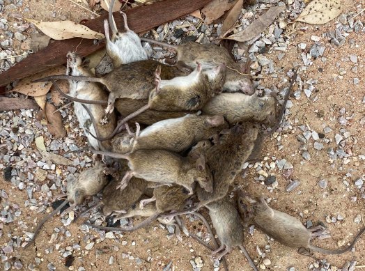 Areas like Coonamble are being overrun with mice. Here, one mouse bait has captured multiple mice. 