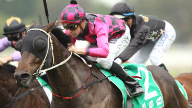 City winner: Zamex, pictured winning a Haigheay at Rosehill, is the on top selection in the  feature South Grafton Cup.