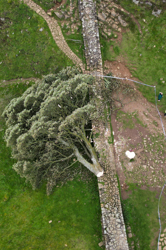 The UK’s Sycamore Gap tree, which was thought to be 300 years old, was killed in September 2023.