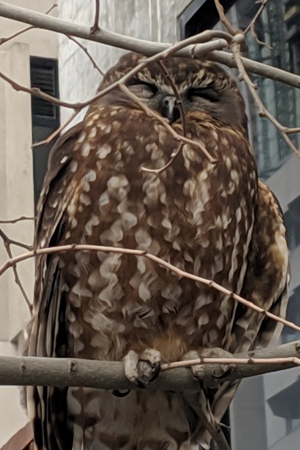 The Bookbook owl sat exposed in a bare-leafed tree. 