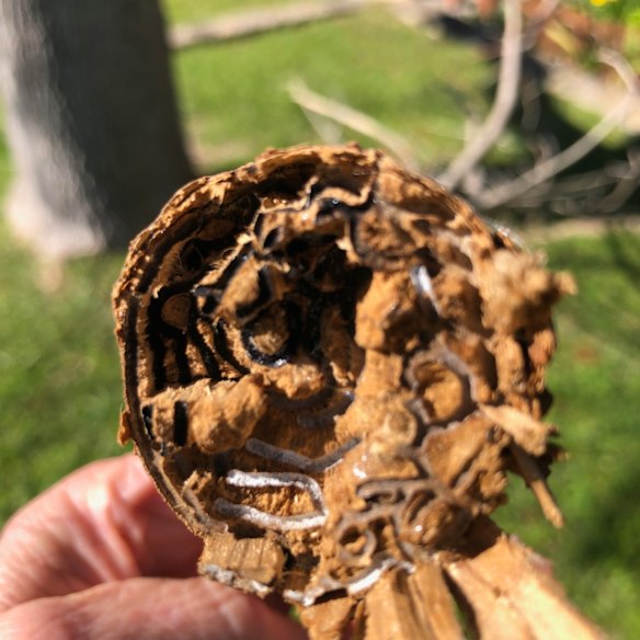 Inside an infested tree trunk, the borer creates a maze of tunnels.